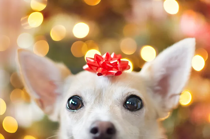 Christmas Dog with Bow